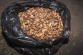 Peanuts growing on plant Arachis hypogaea being harvested, cleaned and ready to eat, Uganda Royalty Free Stock Photo