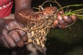 Peanuts growing on plant Arachis hypogaea being harvested, cleaned and ready to eat, Uganda Royalty Free Stock Photo