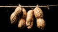 Peanuts hanging on rope. Royalty Free Stock Photo