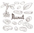 Peanuts, kernels and leaves. Royalty Free Stock Photo