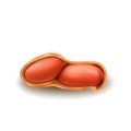 Peanuts Nut In Crashed Shell Natural Snack Vector