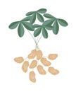 A Peanuts Plant on White Background