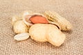 Peanuts. Real whole nuts with kernels on jute burlap background. Peanut macro close up. Full depth of field. Royalty Free Stock Photo