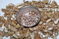 Peanuts seed placed on Peanuts