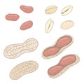 Peanuts. Set of vector peanuts, shelled and whole. Royalty Free Stock Photo