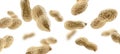 Peanuts in the shell levitate on a white background Royalty Free Stock Photo