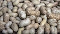 Peanuts in shells,close-up. Royalty Free Stock Photo