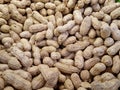 Peanuts are unpeeled. background and texture. agriculture. Royalty Free Stock Photo