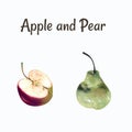 Apple and pear hand draw illustration on white background. Pastel drawing