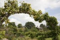 Pear Arch in Cottage Garden