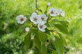 Pear bloom and buds in april