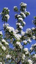 Pear in bloom. Pear branch against the blue sky. Fruit trees in early spring. Vertical floral background Royalty Free Stock Photo