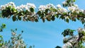 Pear in bloom. A profusely flowering pear branch against a blue sky. Fruit trees in early spring. Floral background Royalty Free Stock Photo