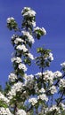Pear in bloom. A profusely flowering pear branch against a blue sky. Fruit trees in early spring. Vertical floral background Royalty Free Stock Photo