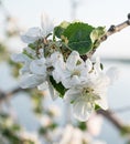 Pear bloom in spring