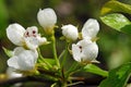 pear blossom Royalty Free Stock Photo