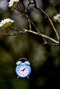pear blossom and blue alarm clock time concept Royalty Free Stock Photo