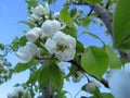 Pear blossom on branch in springtime. Blue sky. Closeup Royalty Free Stock Photo