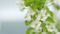 Pear blossom branch with white flowers in full bloom. Garden of pear trees. Close up.