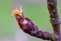 Pear Blossom Bud Emerges in Spring 02 Royalty Free Stock Photo