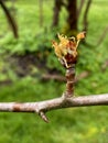 Pear Blossom Bud Royalty Free Stock Photo