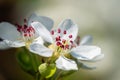 Pear blossom flower with deep pink stamens - macro Royalty Free Stock Photo