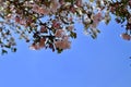 Pear blossom flowering in spring. White flowers Royalty Free Stock Photo