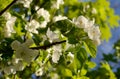 Pear blossom in the garden