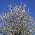 pear blossom in the garden