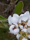 Pear Blossom is one of the early flowers of Spring in Northern England