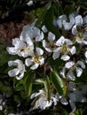 Pear Blossom is one of the early flowers of Spring in Northern England. The busy bees pollinate the blossom for a good Crop of Pea