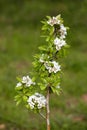 Pear blossom in spring.White blooms. Royalty Free Stock Photo