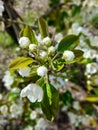 Pear blossom starting to open Royalty Free Stock Photo