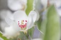 Pear Blossom, White Flower, Selective Focus