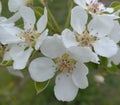 Pear Blossoms in April