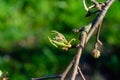 Pear blossoms beginning to open in early spring