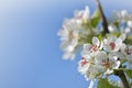 Pear blossoms