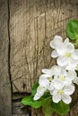 Pear blossoms over wood background