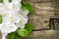 Pear blossoms over wood background