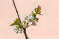 Pear blossoms on a pink background. The concept of spring awakening of nature and a rich harvest of fruits. Royalty Free Stock Photo