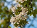 Pear branch blooming on spring.