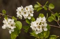 Pear branch blooming on spring.