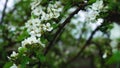 Pear branch blooms in the garden. The wind shakes a tree branch