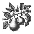 Pear Branch engraving sketch vector illustration Royalty Free Stock Photo