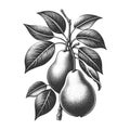 Pear Branch engraving sketch vector illustration Royalty Free Stock Photo