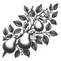 Pear Branch engraving sketch vector illustration Royalty Free Stock Photo