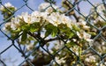 Pear Branch with Flowers Transferring a Fence