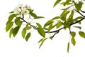 Pear branch with flowers