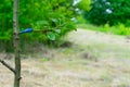 A pear branch is grafted onto a young tree. Copy space