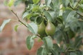 Pear branch with green fruits, leaves on tree Royalty Free Stock Photo